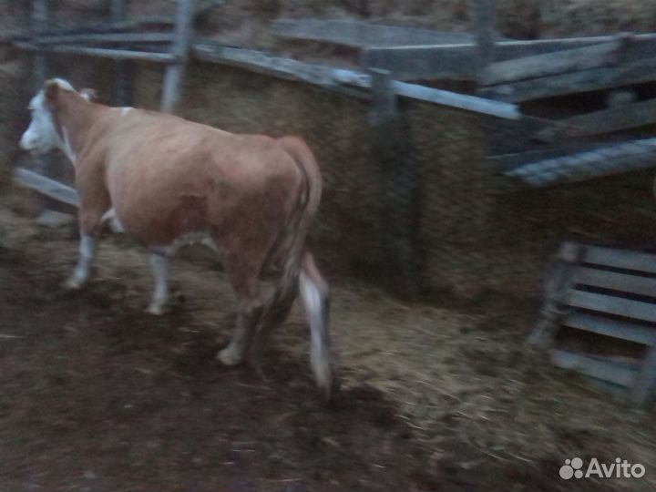 Корова и 4 телки