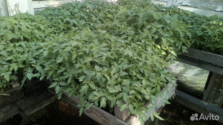 Продаю рассаду