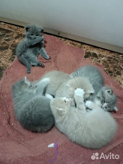 Британские котята
