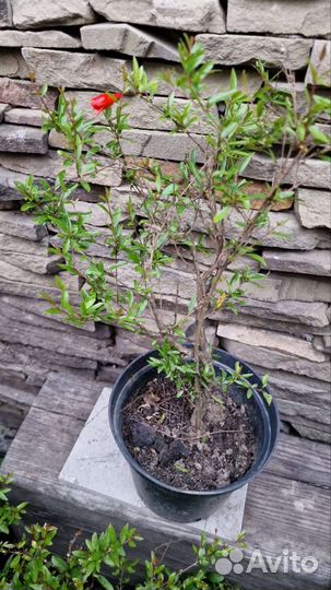 Гранат карликовый плодоносит