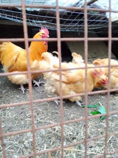 Орпингтон палевый