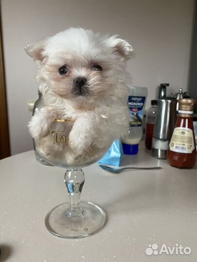 Мальтийская болонке