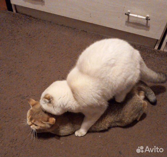 Золотой кот на вязку.Котята на продажу