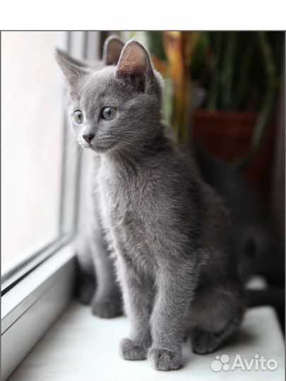 Как выглядит голубой кот