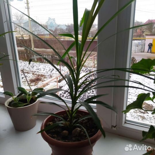 Пальма драцена