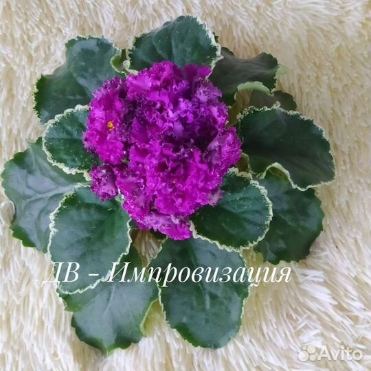 Фиалка