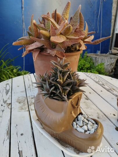 Суккуленты Алое бордовый, хавортия извилистая