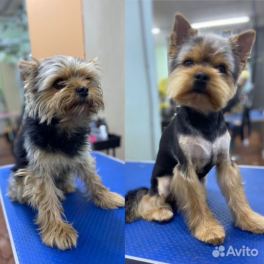 Груминг собак, кошек и др