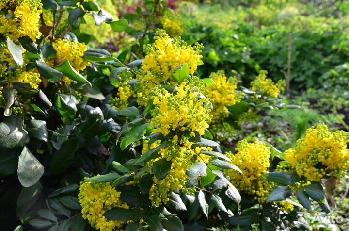 Туи,Клематисы,Дерен,Пузереплодник,Лаванда и др