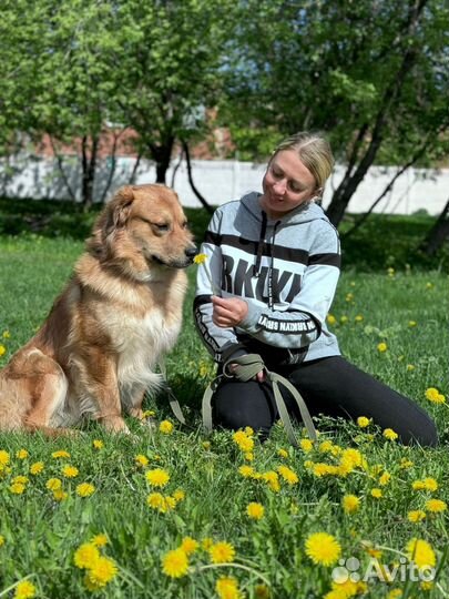 Джаз собака из приюта Некрасовка