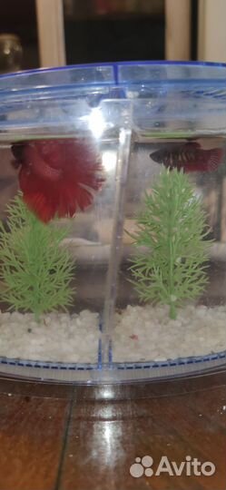 Аквариумные рыбки