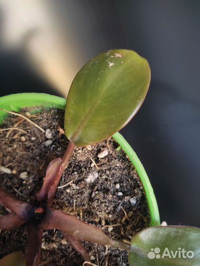 Филодендрон Блек Кардинал Вариегатный