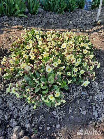 Примула, Ромашки