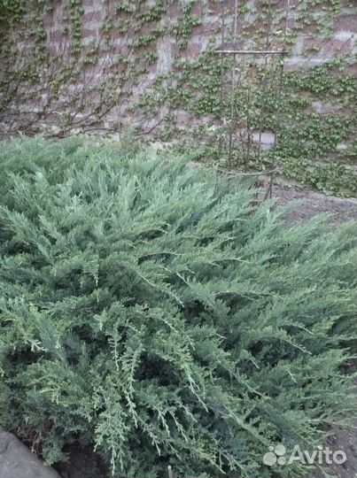 Можжевельник виргинский Грей Оул