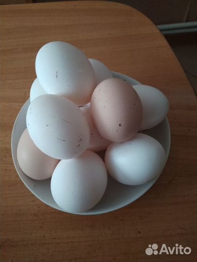 Домашние куриные яйца