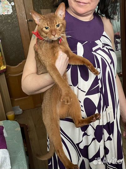 Абисинчики