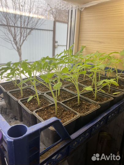 Рассада томатов перцев и баклажан