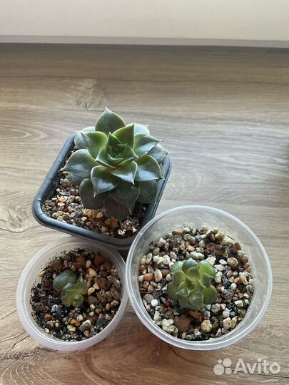 Суккуленты