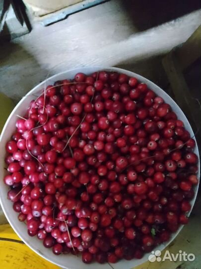 Клюква свежая