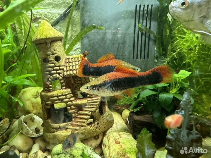 Меченосец самка