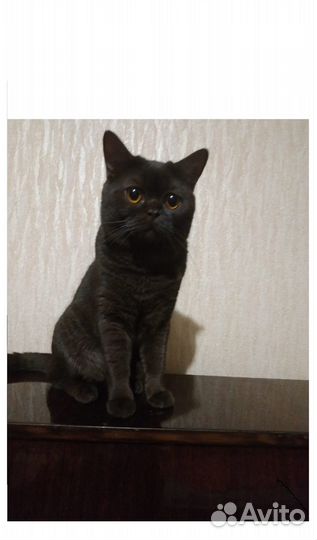 Шотландский кот вязка