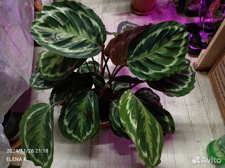 Орхидеи калатеи и другие растения