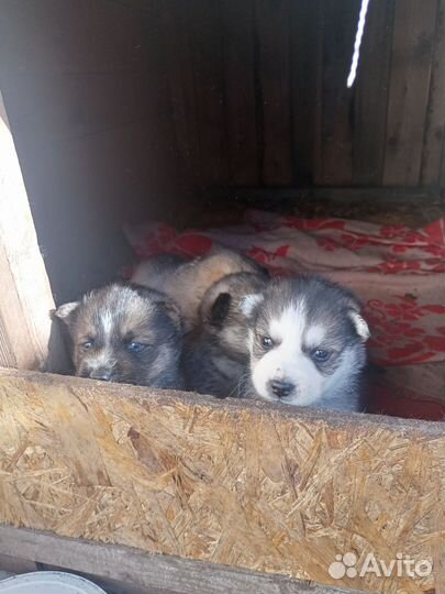 Щенки сибирской хаски