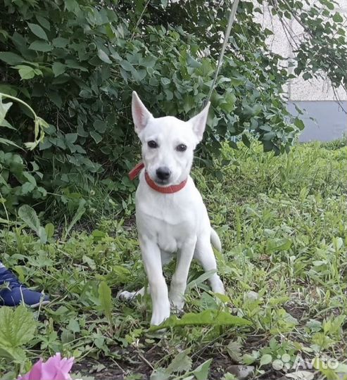 Щенок в ожидании семьи