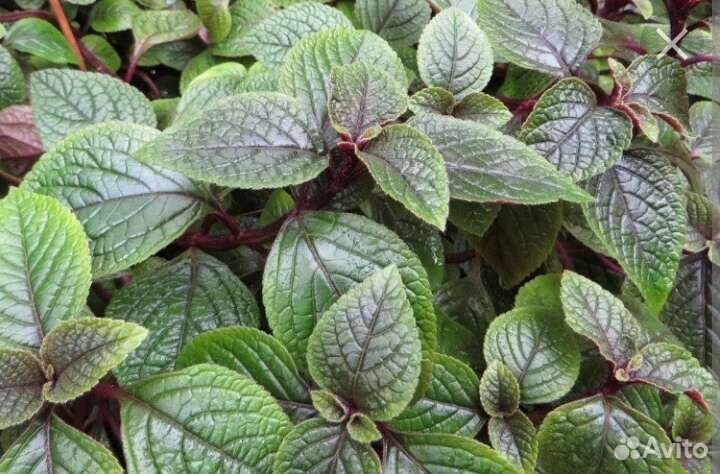 Плектрантусы, хамедорея, финиковая пальма