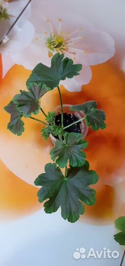 Пеларгония герань сортовая