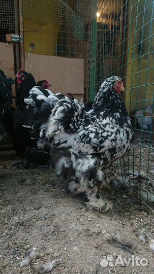 Кохинхин мраморный инкубационное яйцо