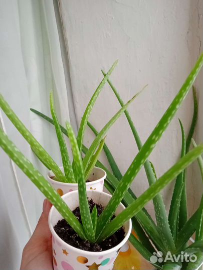 Комнатные растения алоэ