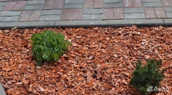 Щепа крашеная