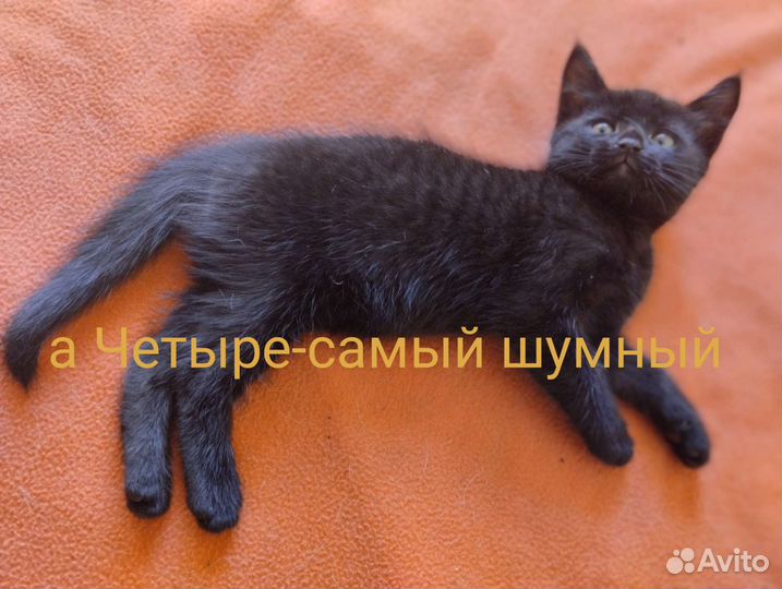 Котята в добрые руки