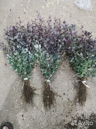 Сеянец барбариса