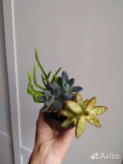 Суккулент / Очиток/ Толстянка/ Кактус