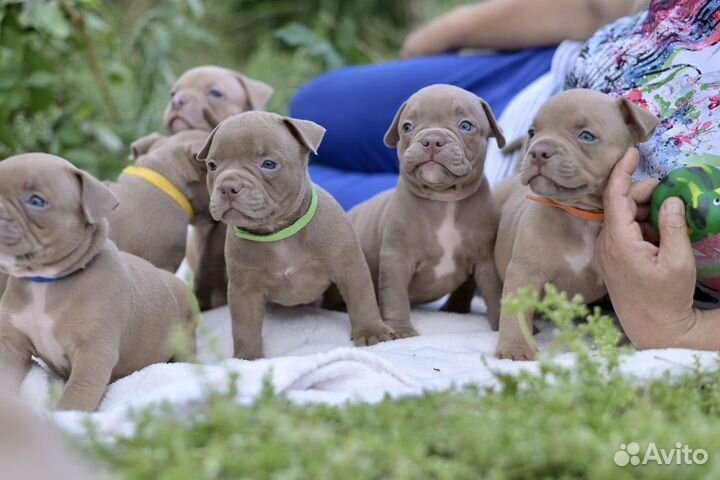 Американский булли щенки