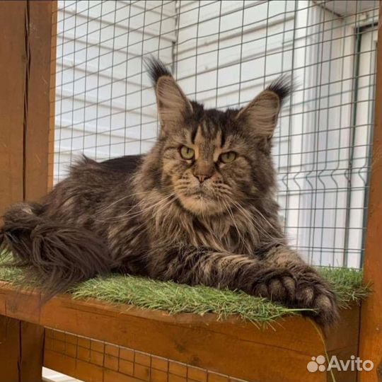 Коты взрослые мейн кун в добрые руки