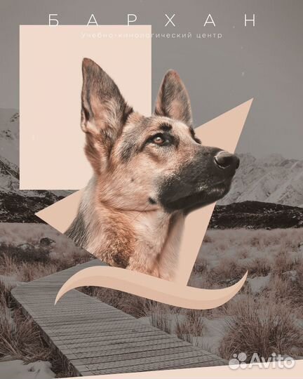 Дрессировка собак