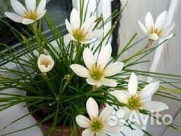 Продам цветы комнатные