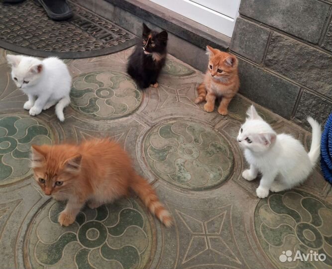 Котята в добрые руки