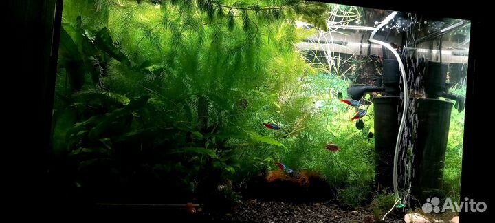 Роголистник. Аквариумное растение