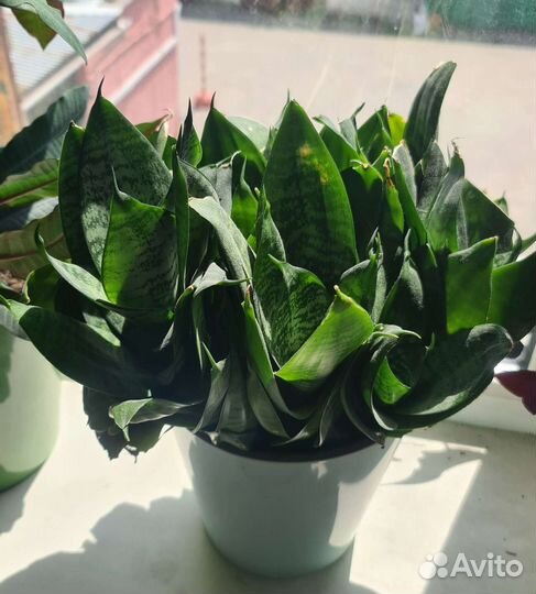 Комнатные цветы