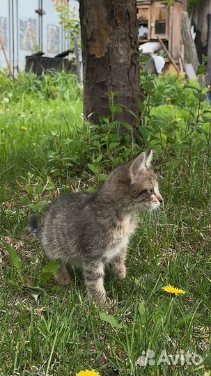 Котенок в добрые руки