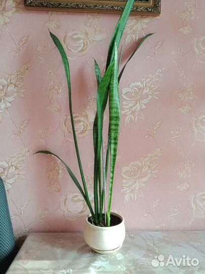 Цветы Сансевиерия