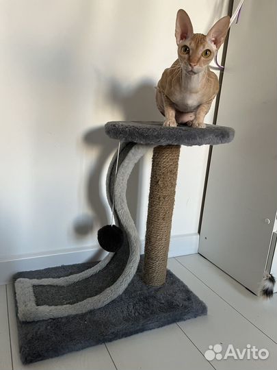 Когтеточка для кошки