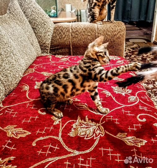 Бенгальские котята