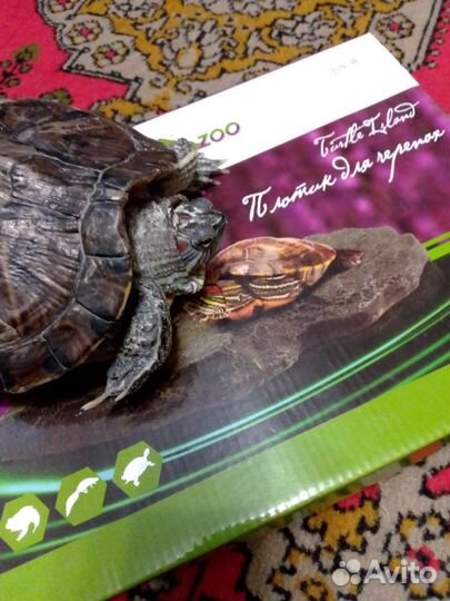 Плотик для черепах