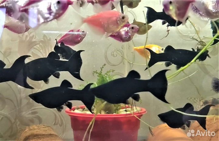 Моллинезия Блэк-Молли Бархатная