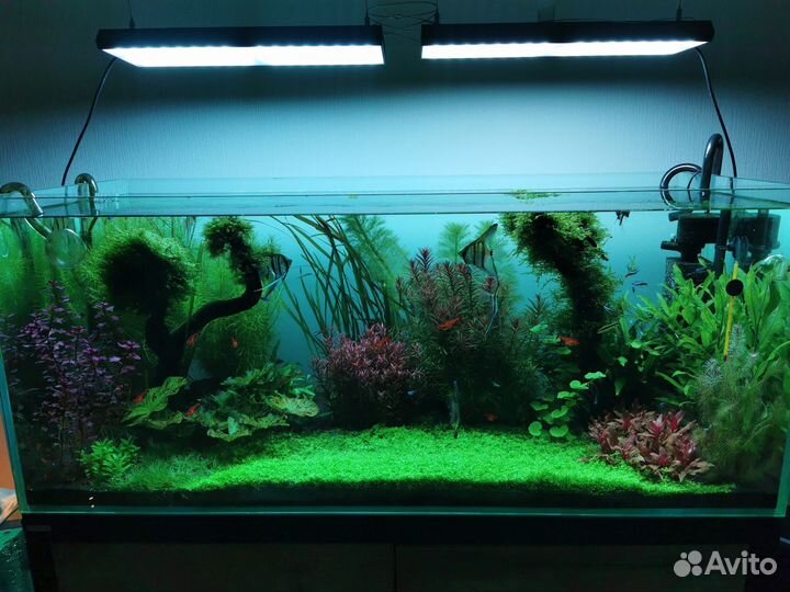 Растения для аквариума